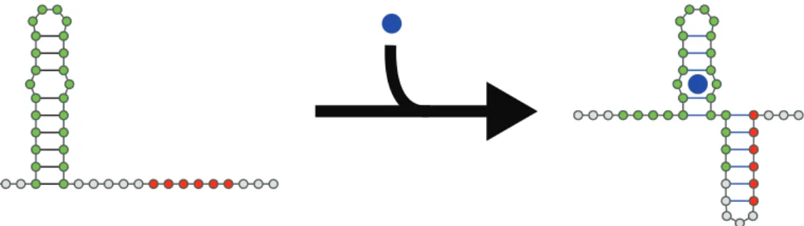 Figure 1.1: An example of a theoretical riboswitch. The region in green is the aptamer, or the part of the riboswitch that binds some small molecule, while the region in red is an expression platform, or some important functional sequence