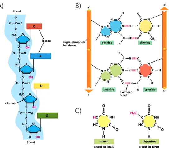 Figure 1.2: Chemical structure of RNA and its nitrogenous bases. A) A schematic figure representing the backbone of a nucleic acid biopolymer