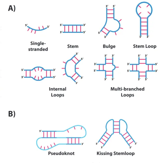 Figure 1.3: Simple structural motifs that are common components of full secondary structures of RNAs