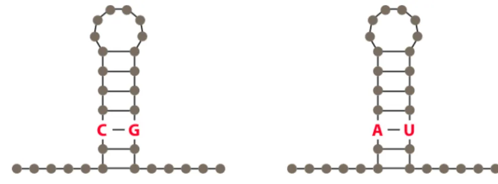 Figure 1.6: Example of two different RNA structures with divergent sequence content but conserved structure.
