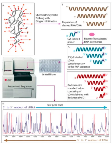 Figure 1.7: General workflow for a chemical mapping experiment utilizing a capillary electrophoresis machine