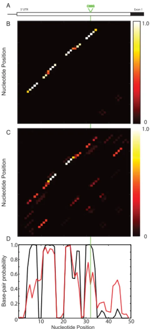 Figure 2.1: Partition function analysis of the C33G SNP in the 5’ UTR of HBB associated with β-Thalassemia [208]