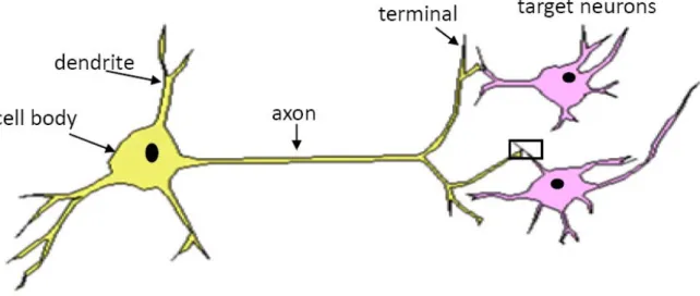 Figure 1.1.  Schematic drawing of a neuron.  Neurons receive inputs at the dendrites.  