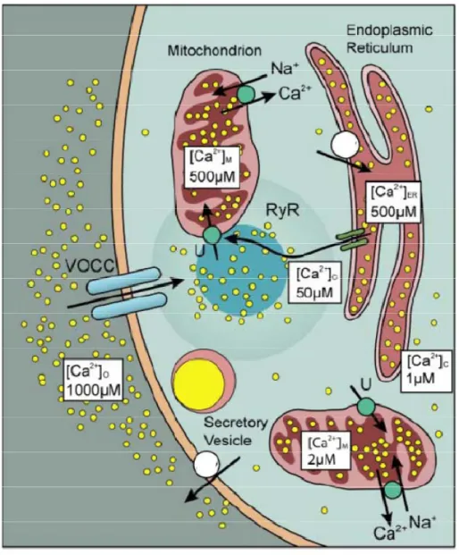 Figure 1.3.  Intracellular Ca 2+  regulation in an adrenal chromaffin cell.  Ca 2+  entry through  voltage-gated calcium channels (VOCC) and/or release from the ER generates a local  microdomain of high [Ca 2+ ]