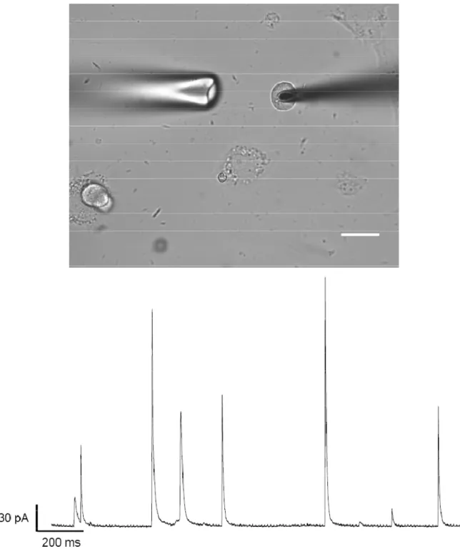 Figure 1.5.  Amperometric measurements of exocytosis.  Top panel: transmitted light  micrograph showing typical experimental setup