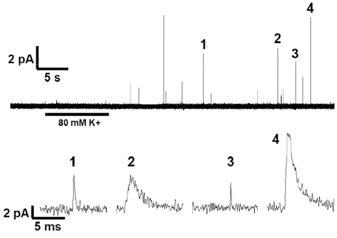 Figure 2.3.  Vesicular release of dopamine from the cell body of an acutely dissociated  midbrain dopamine neuron