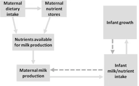 Figure 2.1 Maternal supply and infant demand 