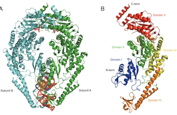 Figure 1.2 - Crystal Structure of T. aquaticus MutS.  