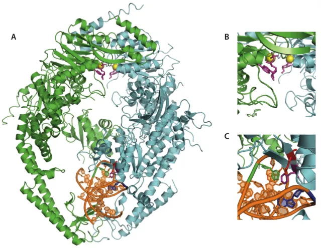 Figure 1.3 - Crystal Structure of human Msh2-Msh6.  