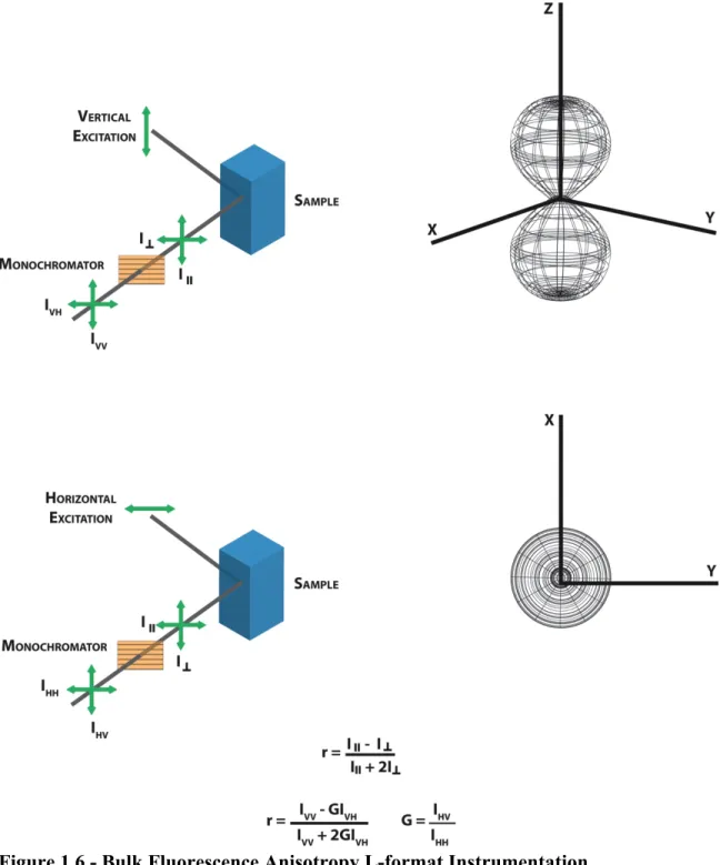 Figure 1.6 - Bulk Fluorescence Anisotropy L-format Instrumentation.  