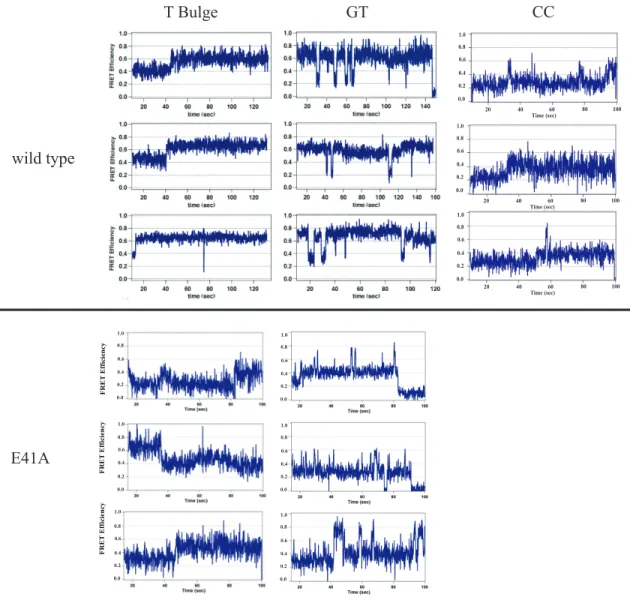 Figure 2.1 – Example WT MutS and E41A MutS FRET traces in the presence of  DNA substrates