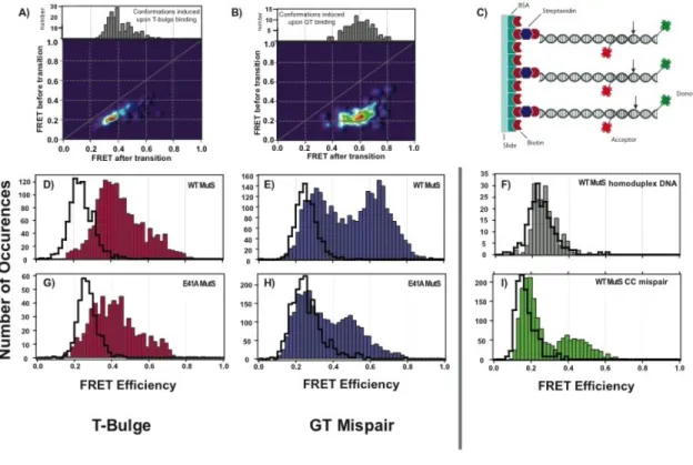 Figure 2.2 – WT MutS and E41A MutS smFRET histogram distributions  
