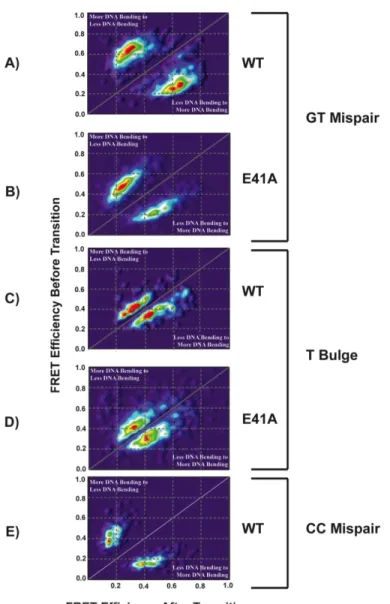 Figure 2.3 - Transition density plots for WT MutS and E41A MutS in the presence  of GT, T bulge, and CC mismatch DNA