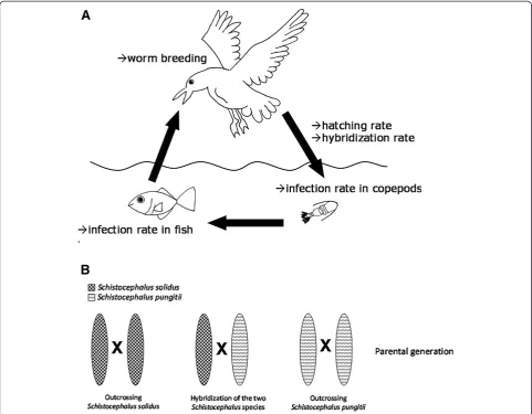 Figure 1 Experimental design and measured parameters. A: Life cycle of S. solidus and S