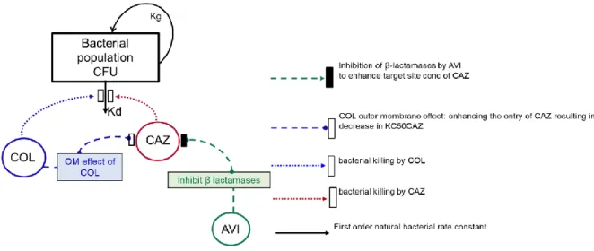 Figure 1. MBM schematic depicting the shift in CAZ KC50 through COL  disruption of the outer bacterial membrane, and through the β-lactamase  effect of AVI     