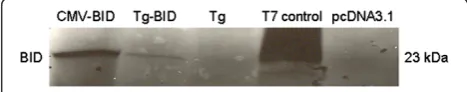 Figure 1 Expression of Tg-BID plasmid in the TNT T7 QuickCoupled transcription/translation system