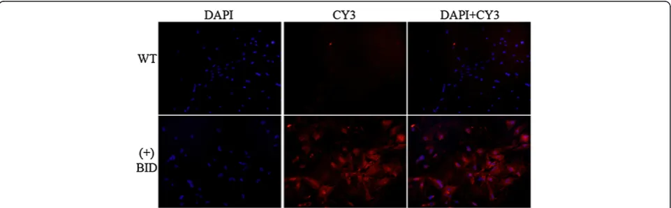 Figure 3 Expression of transgene Tg-BID in the thyroid of the founder (A), C1 (B) and C2 (C) mice