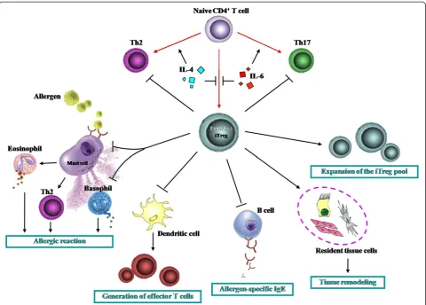Figure 2 Influence of Tregs on other cell types. Th = helper T cells; iTreg = inducible/adaptive regulatory T cell.