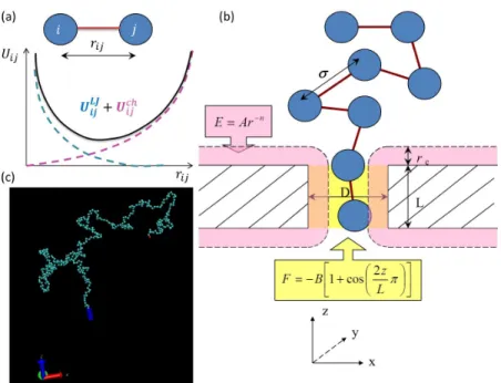Figure 2.2: The setup of 3D Langevin Dyanmics simulation of translocation. (a) The bond potential con- con-necting beads i and j is U ij = U ij LJ + U ij ch , where the first term is a trunked-shifted Lenard-Jones potential and second one is a finite exten