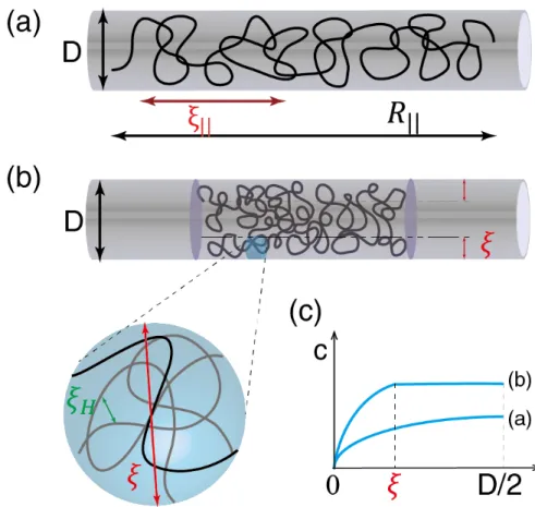 Figure 3.2: Conformation of a single molecule in a nanochannel.(a) A ds-DNA molecule confined in a long nanochannel of diameter D