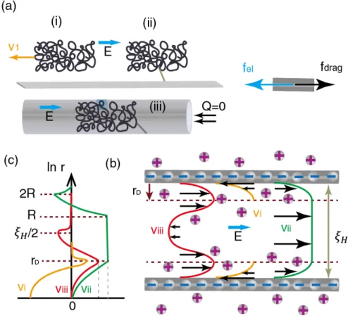 Figure 3.3: Flow profile within and around the molecules. (a) shows three cases: (i) free microgel in bulk solution (ii) stalled microgel in bulk solution (iii) stalled microgel in a long channel