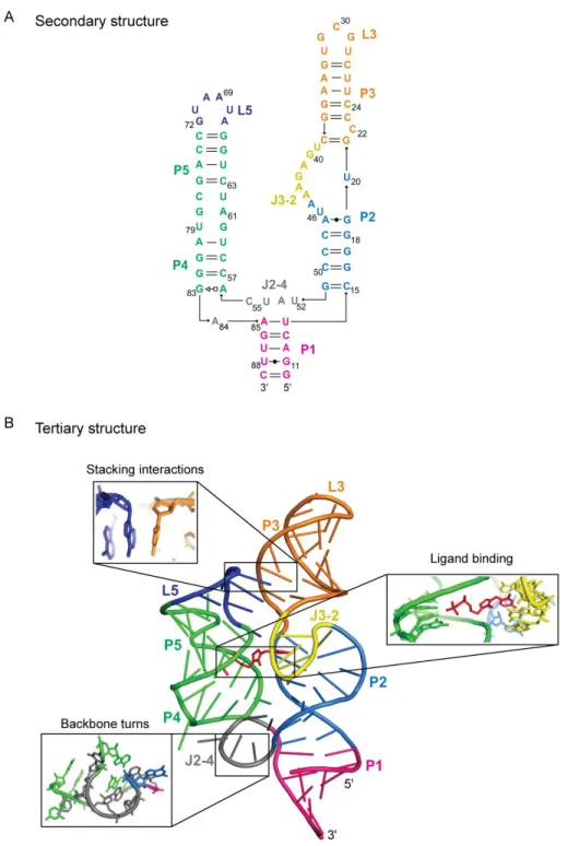 Figure  1.1  RNA  structure  levels.  (A)  Secondary  structure  highlighting  base-pairing  interactions and (B) tertiary structure highlighting the key tertiary motifs and interactions  that  stabilize  the  global  fold