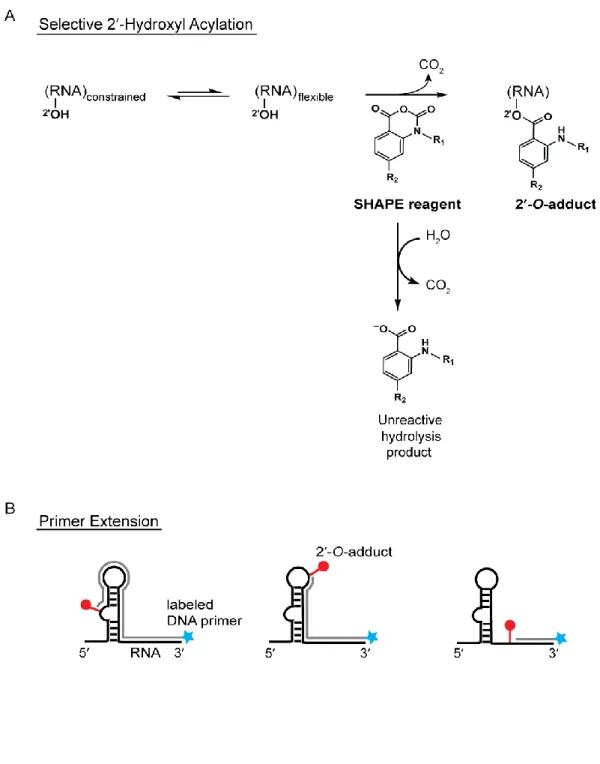 Figure 1.2 RNA SHAPE technology. (A) Mechanism of selective acylation reaction and  concurrent  hydrolysis  reaction