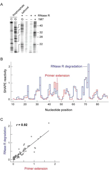 Figure  2.2  Quantitative  detection  of  2ʹ-O-adducts  by  RNase  R  degradation.  (A)  Comparison  of  RNase  R  degradation  of  5ʹ-end  labeled  RNAs  containing  1M7  adducts  with C and G sequencing ladders, visualized by gel electrophoresis