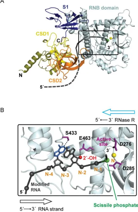 Figure  2.4  Model  of  M.  genitalium  RNase  R  and  the  interactions  that  mediate  covalent  adduct  detection  in  RNA