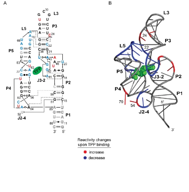 Figure 2.7 Base-pairing (A) and tertiary structure (B) of the ligand-bound TPP riboswitch  showing  structural  features  whose  constituent  nucleotides  increase  (red)  or  decrease  (blue) in SHAPE reactivity when TPP binds