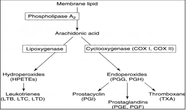 Figure 1: Inflammatory Cascade 