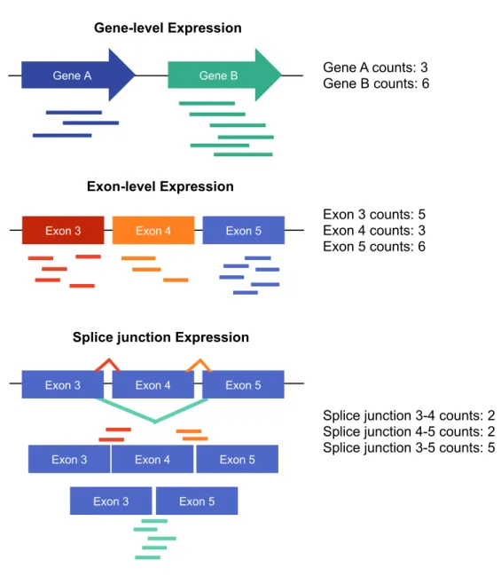 Figure 1.1: Assignment of reads for different quantification methods: Read counts in RNA- RNA-sequencing can be quantified on different levels