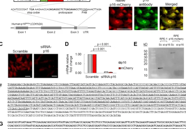Figure 2. Development of a human RPE p16-mCherry reporter cell line. 