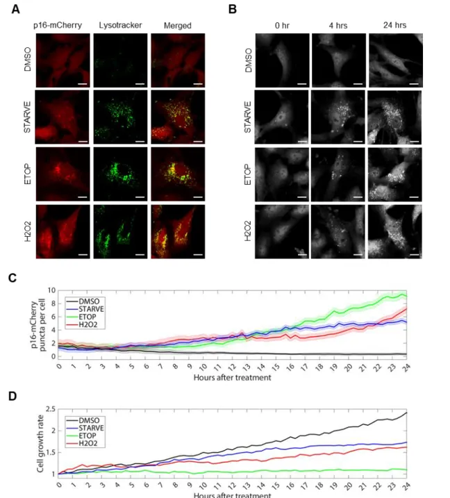 Figure 3. Dynamics of p16 localization in response to autophagy stimulation. 