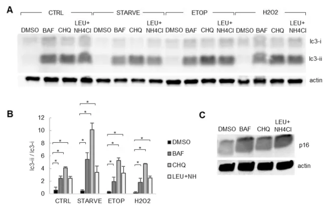 Figure 5. Blocking autophagy using chemical inhibitors. 