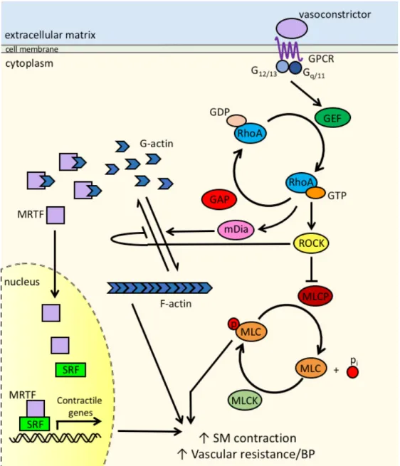 Figure 1.1  RhoA pathway in smooth muscle cells. In addition to Ca 2+ -dependent activation of  MLCK (not shown here), vasoconstrictors such as AII, PE, and ET-1 stimulate G-protein 