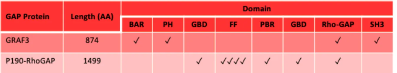 Table 1.3  Domain Structure of RhoGAP proteins associated with blood pressure.  The GAP  domain is the catalytically active domain of RhoGAPs