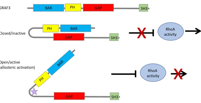 Figure 1.2  Domain Structure and therapeutic strategy for targeting the SMC-specific  RhoGAP GRAF3