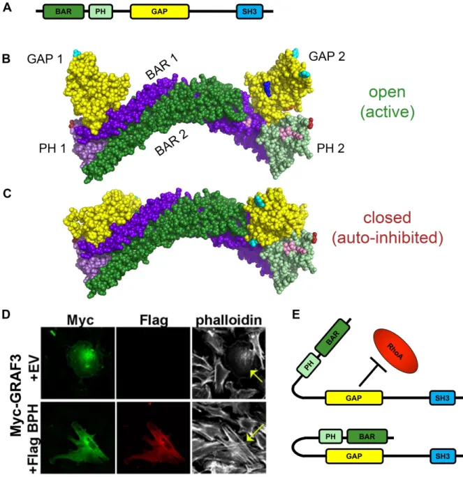 Figure 2.2  BAR-PH mediated autoinhibition of GRAF3.  (A) Schematic of GRAF3 domain  structure