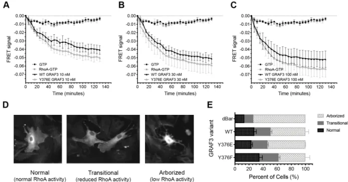 Figure 2.4  Phosphorylation of GRAF3 at Y376 increases GAP activity in vitro and 