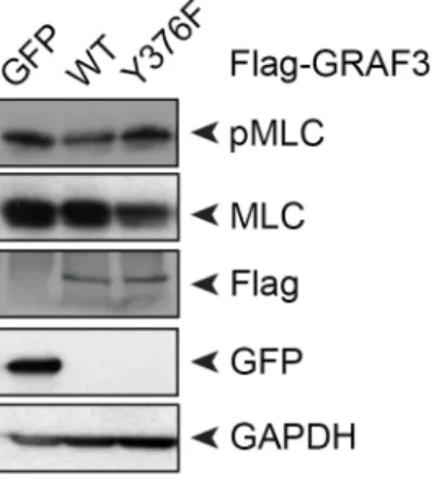 Figure 2.5  GRAF3 phosphorylation at Y376 decreases pMLC in SMC. Representative  Western analysis of pMLC in RaAoSMC infected with GFP or Flag-GRAF3 lentivirus variants
