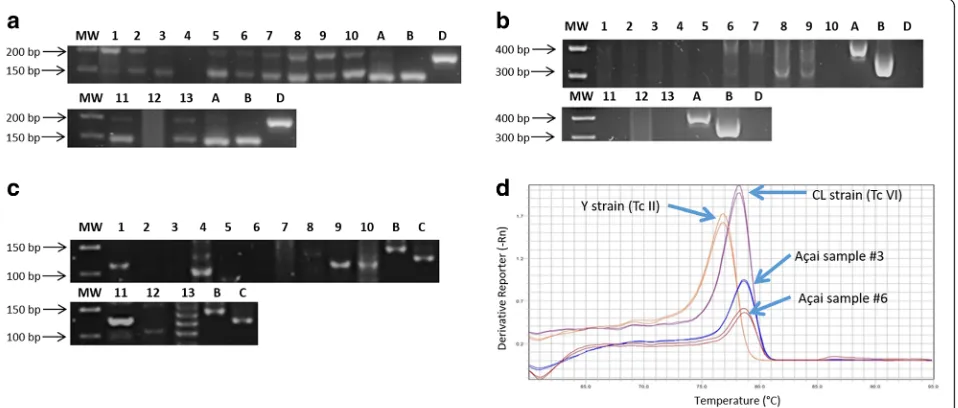 Fig. 6 Amplification of triatomine DNA in açai samples with primers P2B/P6Lanes 17 and 18: açai; Lane 19:(positive control); Lanes 25 and 26:r