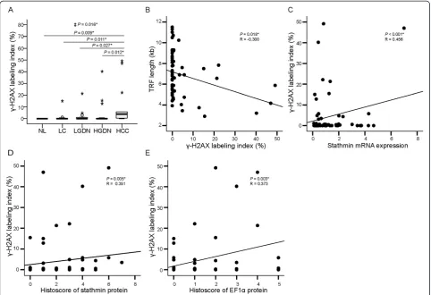 Figure 4 Expression of γ-H2AX and its correlation with telomere length, stathmin and elongation factor 1α (EF1α) expression inHBV-related multistep hepatocarcinogenesis
