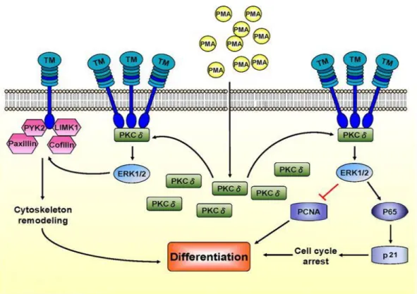 Figure 2. Schematic representation of PKC activation via PMA (70). 