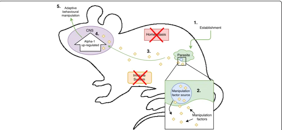 Table 1 Steps toward adaptive host manipulation compared against the known steps in Toxoplasma-rat, Leishmania-mouse,wasp-caterpillar and wasp-cockroach parasite-host systems