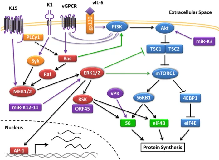 Figure 1.1 Activation of the PI3K/Akt/mTOR and MAPK/ERK Pathway in KSHV  Infection. KSHV activates the PI3K and MAPK/ERK pathways during infection, which are  heavily reliant on kinases (drawn as circles) to propagate the signaling cascade