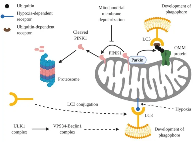 Figure 1.2 Generation of the phagophore in mitophagy. The generation of the phagophore  during mitophagy primarily occurs through either hypoxia-dependent mitophagy or  ubiquitin-dependent mitophagy