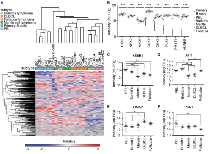Figure 2.2 The cellular kinome is more similar within subtypes than across subtypes. (A)  Euclidian hierarchical clustering of 24 lymphoma cell lines from five subtypes and primary  B-cells that were subject to MIB/MS