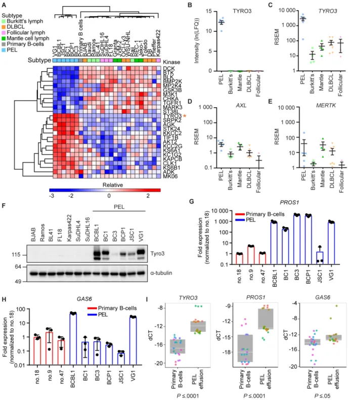 Figure 2.4 Tyro3 is uniquely upregulated in PEL. (A) Euclidian hierarchical clustering of  kinases having statistically higher or lower MIB-binding in PEL as compared to all other  samples combined