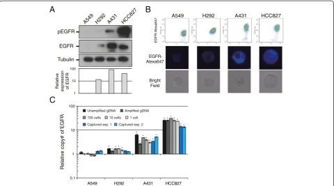 Figure 4 EGFR protein expression and EGFR amplification in tumor cells captured by On-ship Sort